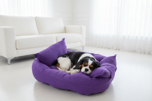 Roxo lifestyle 2